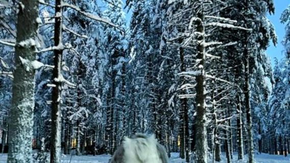 芬蘭羅瓦涅米+長者辦公室一日遊/行程可調-普通話專車