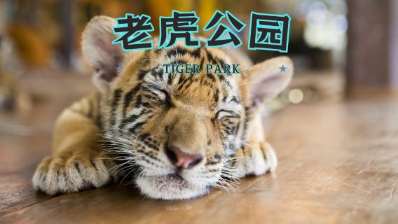 Phuket Tiger Park Tickets|interaktiv|Gruppenfoto