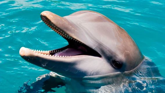 Puerto Plata: biglietto giornaliero per l'Ocean World Adventure Park