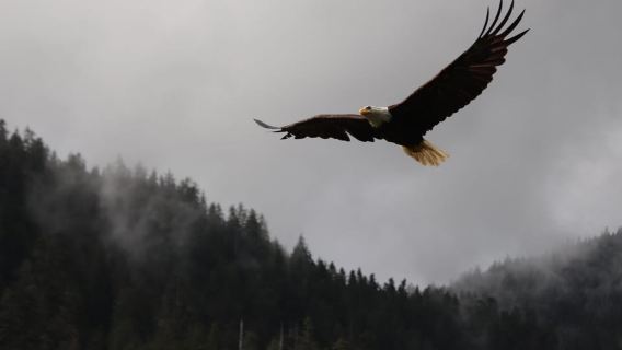 Ketchikan: escursione a terra tra i paesaggi e la cultura dei nativi dell'Alaska