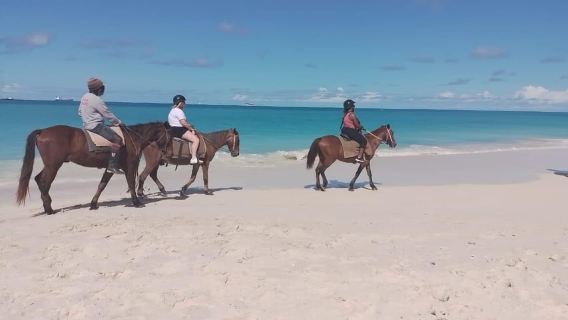 Antigua: Horseback Riding and Fort James Beach Swim