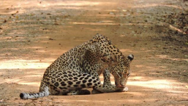 Tangalle/Mirissa: All Inclusive Full-Day Safari at Yala Park