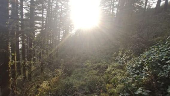 Mussoorie: Mountain Forest Hike & Nature walk