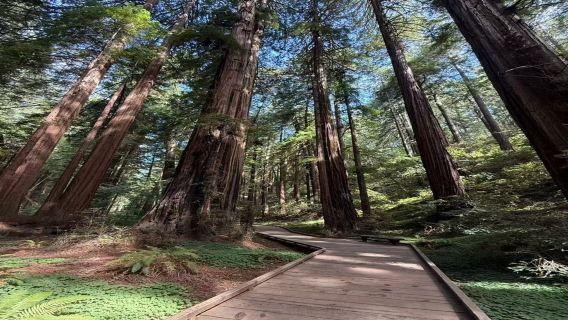Muir Woods and Sausalito with EXCLUSIVE Battery Spencer Small Group 1-Day Tour