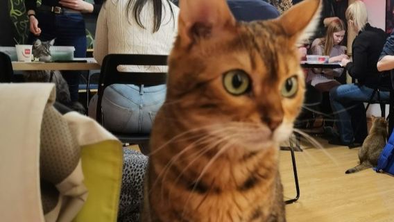 Cat Museum Budapest: Guided Acrylic Painting Workshop