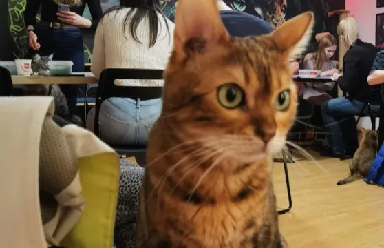 布達佩斯貓咪博物館：壓克力繪畫工作坊導覽