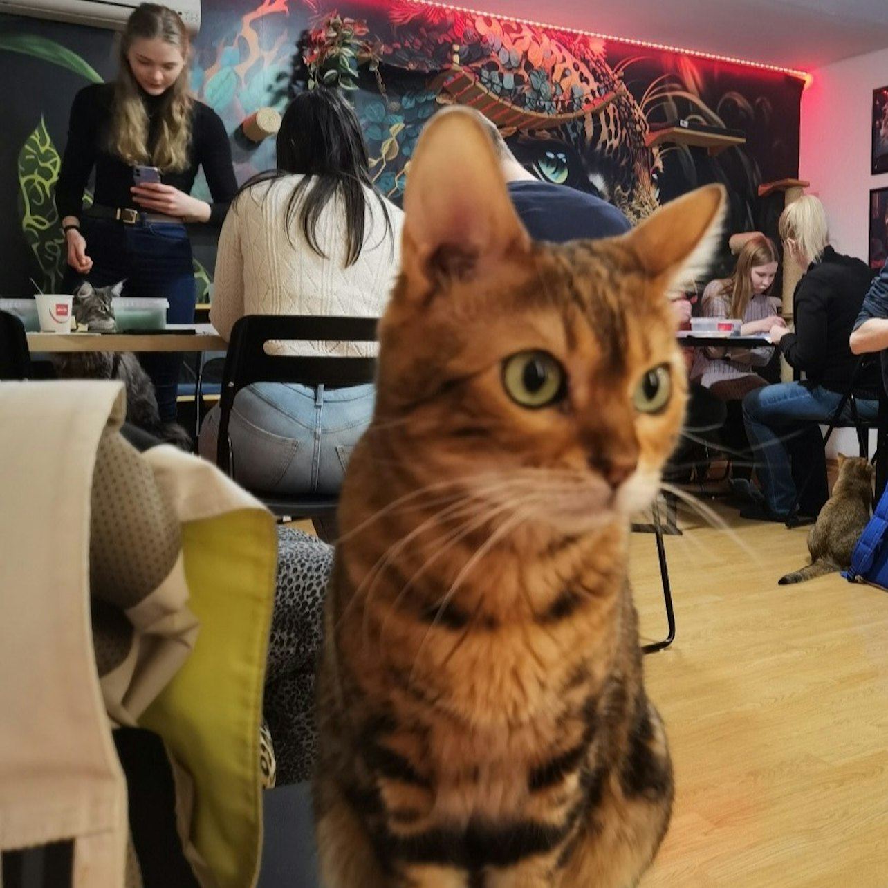 พิพิธภัณฑ์แมวบูดาเปสต์: เวิร์คช็อปวาดภาพสีอะคริลิกพร้อมผู้แนะนำ