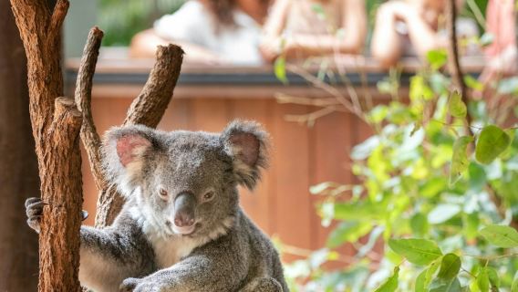 Australia Zoo: Entrance + Transfer from Brisbane