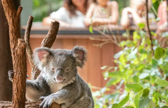 澳大利亞動物園:入場門票 + 布里斯班接送服務