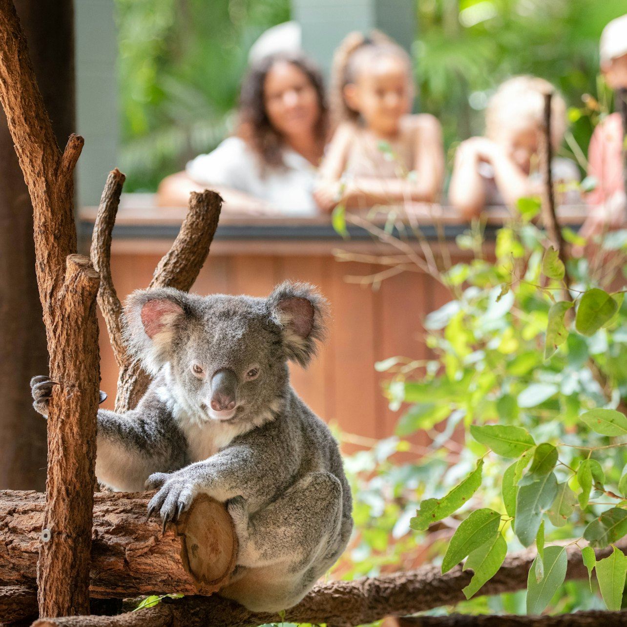 Australia Zoo: Entrance + Transfer from Brisbane