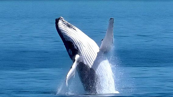 紐西蘭南島基督城來回 凱庫拉觀鯨中文一日遊+11人小團