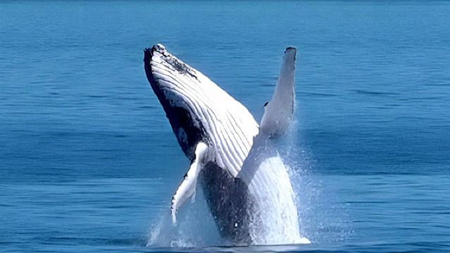 Lawatan sehari berbahasa Cina + kumpulan kecil 11 orang untuk melihat ikan paus di Kaikoura, pergi-balik dari Christchurch, Pulau Selatan New Zealand.