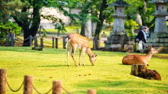 Kyoto + Nara Ancient Capitals Day Trip: 9-person group available with door-to-door service | Cute deer & Kiyomizu-dera Temple & Ninenzaka