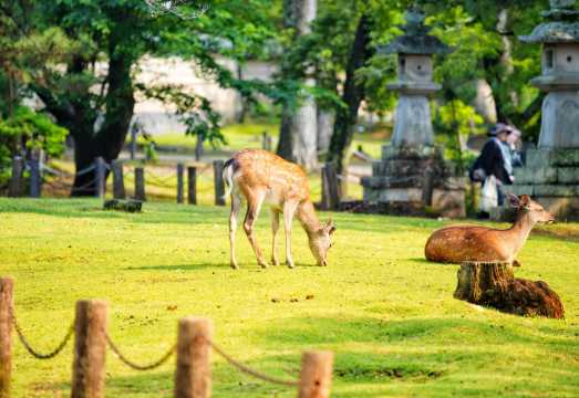 Kyoto + Nara + Uji One-Day Tour: Gion Garden/Yasaka Shrine/Kinshi Market [Group of 9]