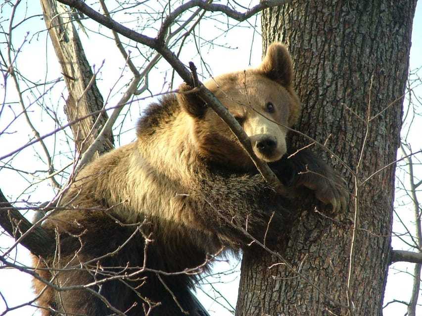 喀爾巴阡山荒野：布拉索夫野生動物探索之旅