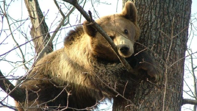 Hutan Belantara Carpathia: Pengalaman Satwa Liar dari Brașov