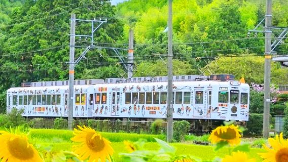 貴志の猫駅長を訪ねる｜白浜海鮮市場・千畳敷・三段壁海岸ワンデーツアー