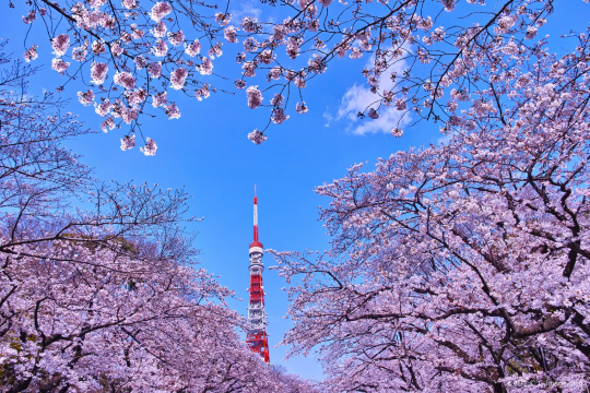 [ทัวร์กลุ่มเล็ก] ทัวร์ 1 วัน ในเมืองโตเกียว: สวนชิบะ/กินซะ/วัดเซ็นโซ/อากิฮาบาระ