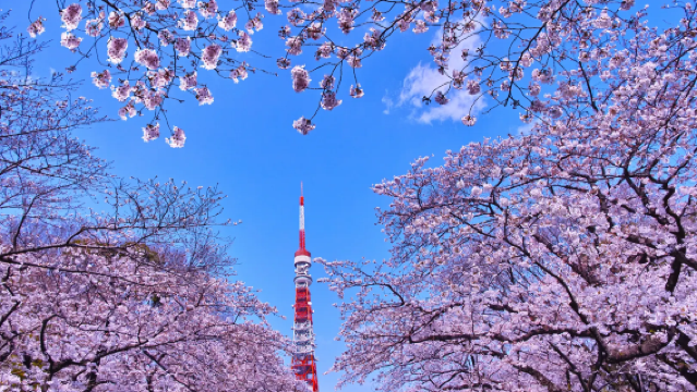 【桜限定9名様ツアー】東京市内ワンデーツアー:四大桜名所+銀座浅草寺