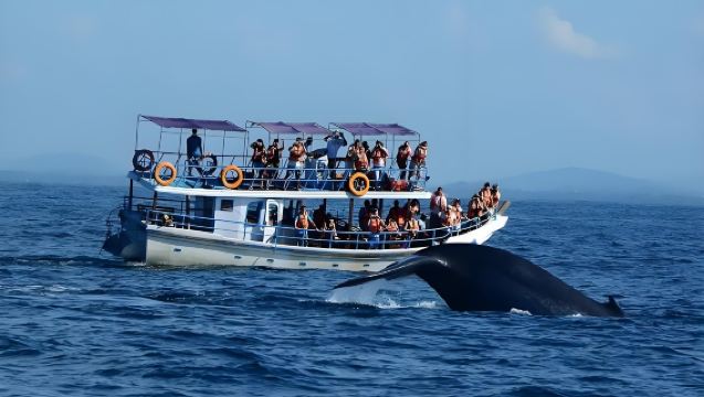 Avvistamento balene a Mirissa, Sri Lanka + Pescatori su trampoli a Koggala + Città vecchia di Galle | Trasporto privato incluso