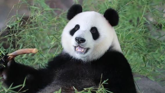 威海西霞口神鵰山野生動物園/可選海驢島/摩天嶺跨海索道一日遊