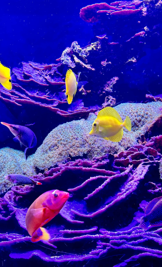 派克市場+水族館+太空針塔+奇胡利藝術園【世界盃經典城市遊】