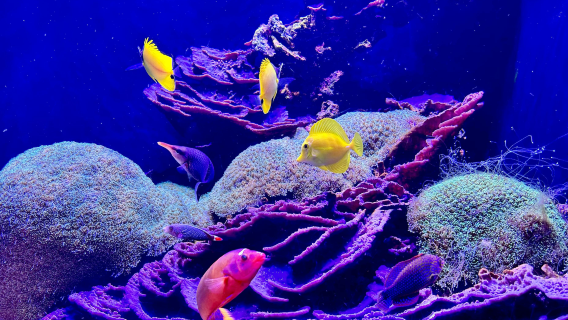 Pike place market + Seattle aquarium + Space Needle + Chihuly garden and glass (World cup classic city tour)