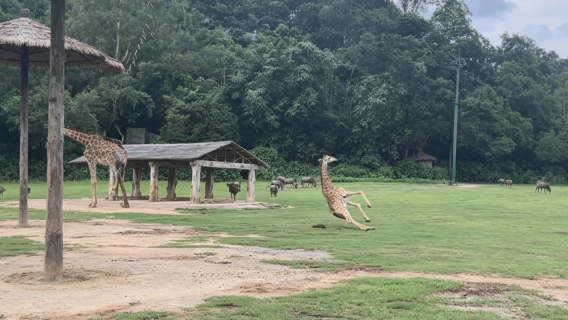 廣州長隆2天1晚/3天2晚飯店套票 熊貓/香江/長隆 動物世界+歡樂世界+飛鳥樂園 可選大馬戲/自助餐 暢玩套票