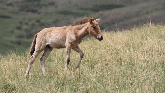 Hustai National Park 野生動物觀賞日遊