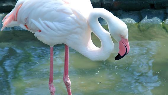 Weihai Xixiakou Shendiao Wild Animal Nature Reserve Private 1-Day Tour