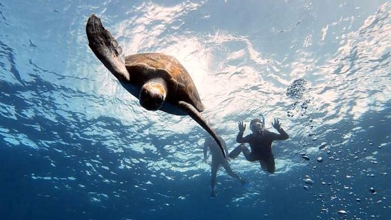 Abades: Tenerife Turtles and Rays Snorkeling Trip