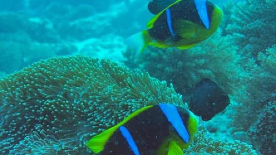Zanzibar: safari blue snorkeling and sandbank