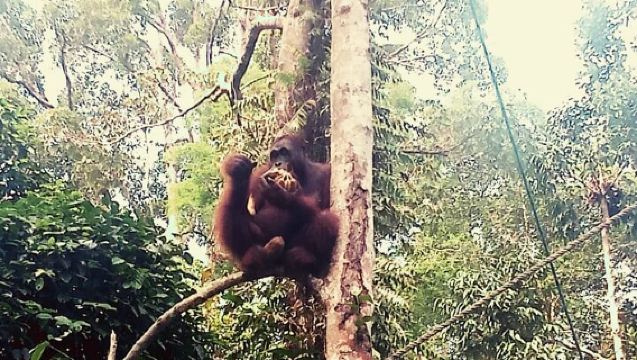 Semenggoh Orangutan Center & Sarawak Cultural Village