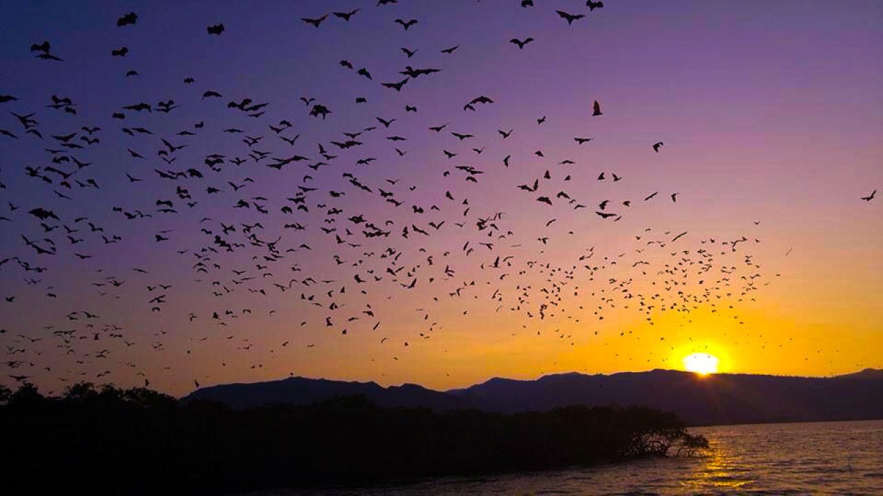 Indonesia Komodo Pulau Kalong half-day tour [Bat Island sunset tour with private car and boat service at surprising price, welcome to compare]