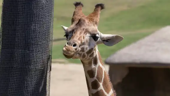 San Diego Zoo Safari Park: Entry Ticket