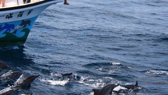 Hualien whale watching | Doloman Ocean Whale Watching Tour Experience