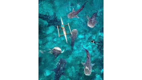 JOINERS - Oslob Whaleshark, Sumilon Island Bar & Tumalog Falls