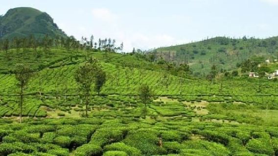 Full Day Kiambethu Tea Farm Tour