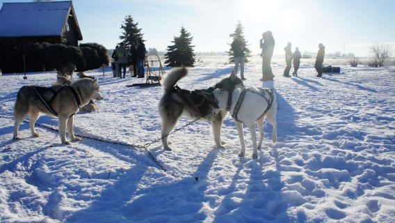 Riga: Husky Dog Sledding and Ride in Bobsleigh Track