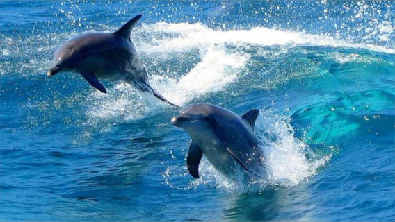 Voir les koalas|Déjeuner inclus|Excursion d'une journée à Sydney avec guide francophone : observation des dauphins et sandboard à Port Stephens