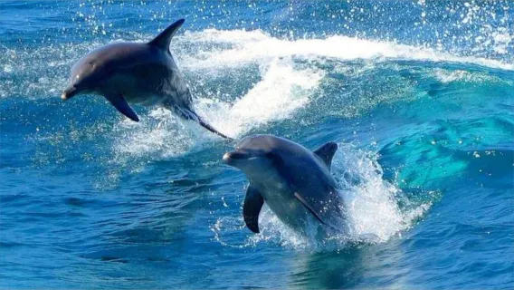 코알라 관람|런치 포함|중국어 가이드] 시드니 스티븐스포트에서 돌고래 관찰+모래사장 슬라이딩 당일 치기 여행