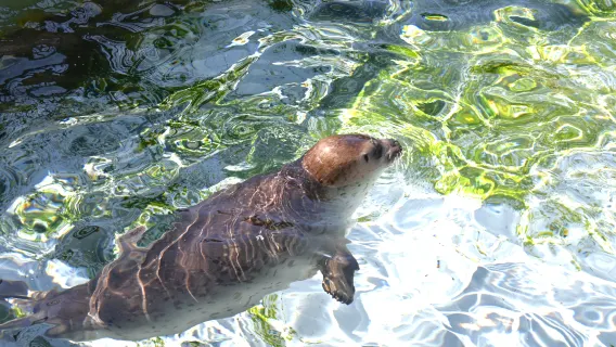 excursión de un día al Zoológico Asahiyama de Hokkaido, Estanque Azul, Cataratas Shirahige y Árboles de las Siete Estrellas desde Sapporo