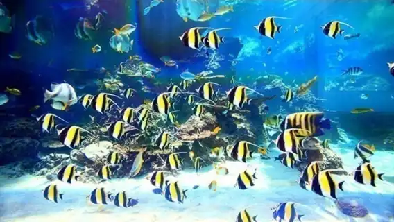 Naha: North Okinawa Sightseeing Tour & Churaumi Aquarium
