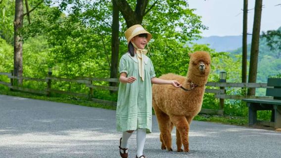 Excursion d'une journée à l'île de Nami en Corée [Île de Nami & Ferme d'alpagas & Vélo sur rail]