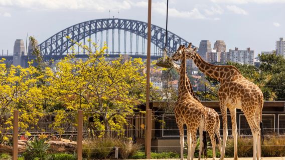 Reservable para Año Nuevo - Zoológico de las Llanuras Occidentales de Taronga en Sídney (Dubbo Zoo)