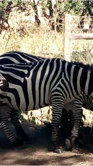 Kenya Nairobi National Park Half-Day Safari Tour (Minimum 2 Persons + Optional Jeep)