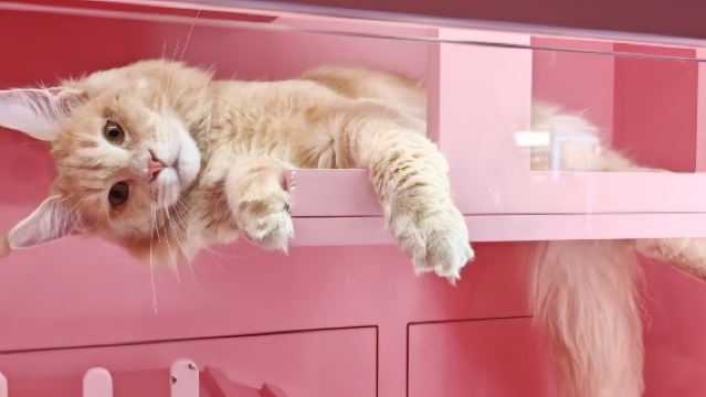 深圳K11 ECOAST 寵物療癒組合