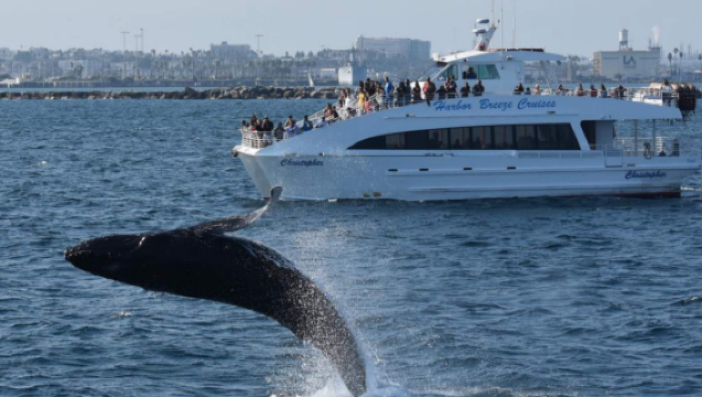 Los Angeles, USA|Crociera di 2 ore per avvistamento balene in partenza da Westport