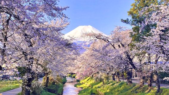 Mount Fuji Day Trip from Tokyo: Instagram-Famous Spot Hopping | Arakurayama Sengen Park&Hikawa Clock Shop&Oshino Hakkai&Kawaguchiko Lawson&Lake Kawaguchi Oishi Park