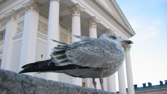 歐洲芬蘭赫爾辛基｜旅遊陪同翻譯｜展會｜商務考察洽談｜自由行地接｜接機 （可私人定制）